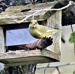 European Greenfinch