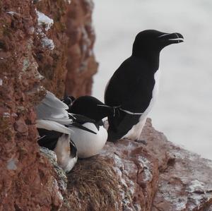 Razorbill