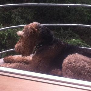 Airedale Terrier