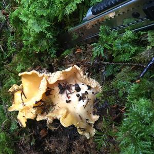 Chanterelle, Common