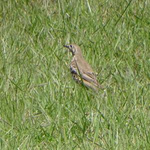 Mistle Thrush