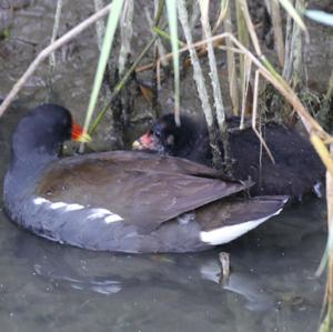 Common Moorhen