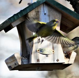 European Greenfinch