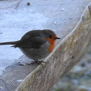 European Robin