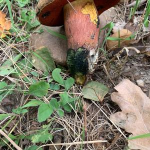 Dotted-stem Bolete