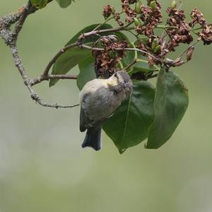 Blue Tit