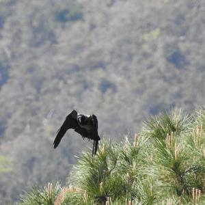 Hooded Crow