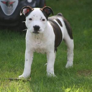 Staffordshire Bullterrier