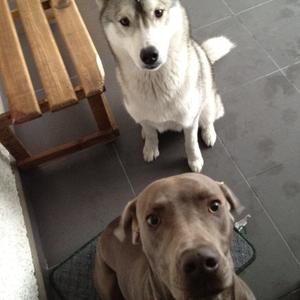 Unknown Breed