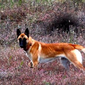 Malinois