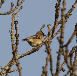 Eurasian Chaffinch