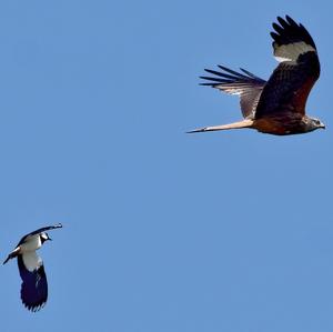 Northern Lapwing