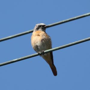 Common Redstart