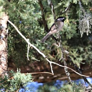 Carolina Chickadee