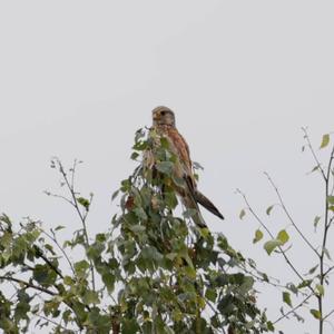 Common Kestrel