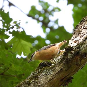 Wood Nuthatch