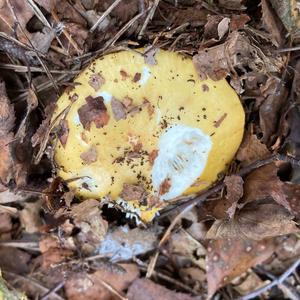 Yellow-ochre Russula