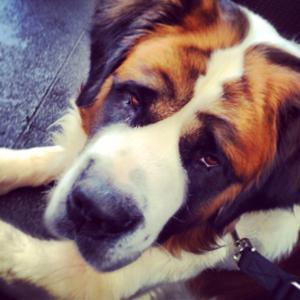 Saint Bernard