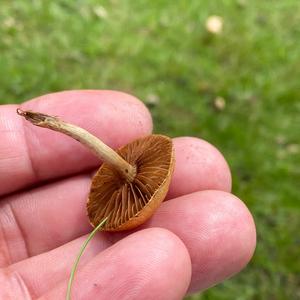 Deadly Galerina