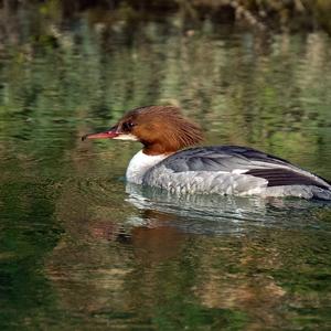 Common Merganser