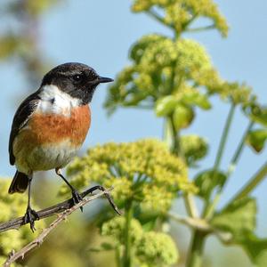 European stonechat