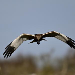 Western Marsh-harrier