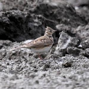 Eurasian Skylark