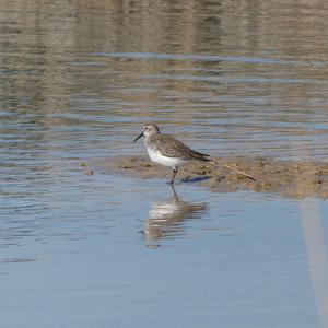 Alpenstrandläufer