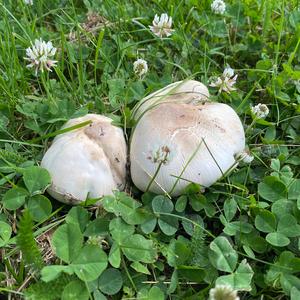 Meadow Agaric