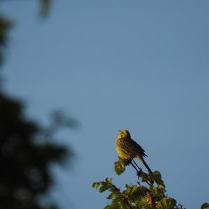 Yellowhammer