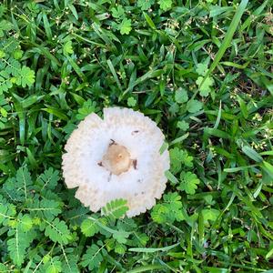 Garden Parasol