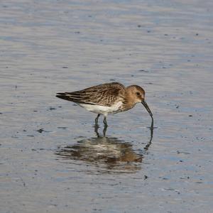 Dunlin