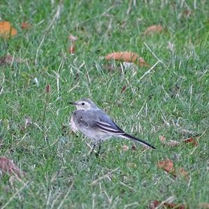 White Wagtail