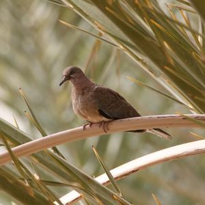 Laughing Dove