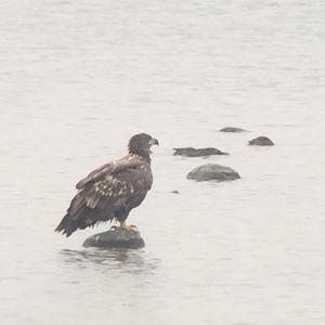 White-tailed Eagle