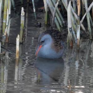 Wasserralle