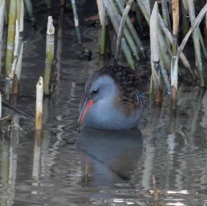 Water Rail