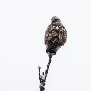 Rough-legged Hawk