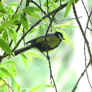 Great Tit