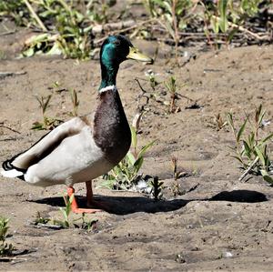 Mallard