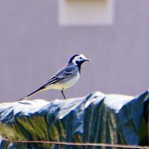 White Wagtail