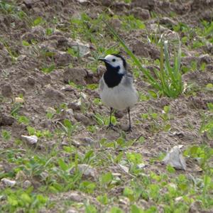 White Wagtail