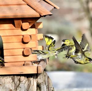 Eurasian Siskin