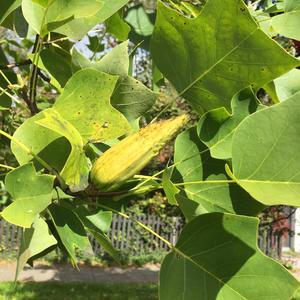 Tulip Tree