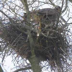 Common Buzzard