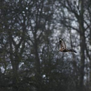 Common Buzzard