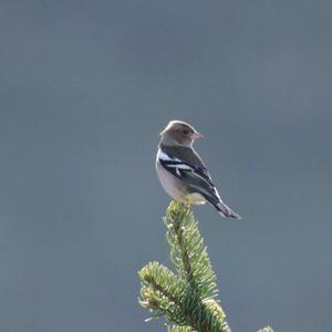 Eurasian Chaffinch