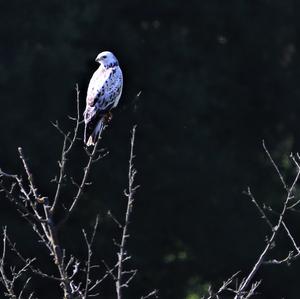 Mäusebussard