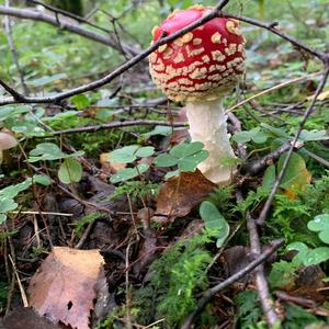 Fly Agaric