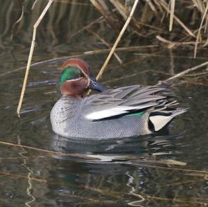 Common Teal